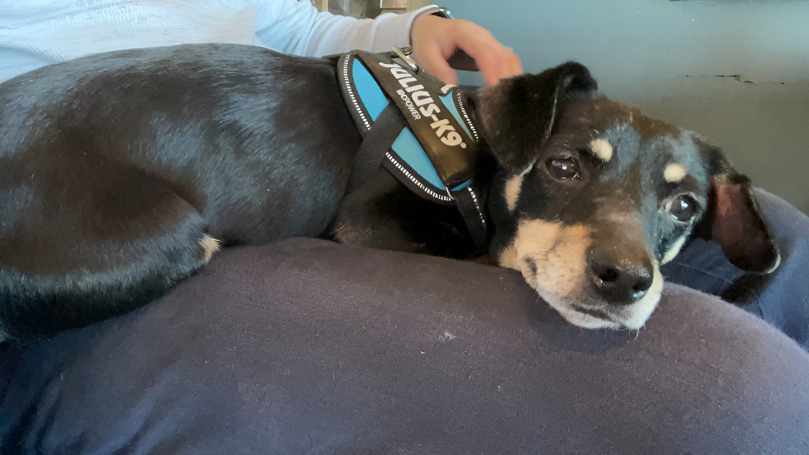 Photo of a dachshund called Miley sitting on owner's lap after being rescued & re-homed.