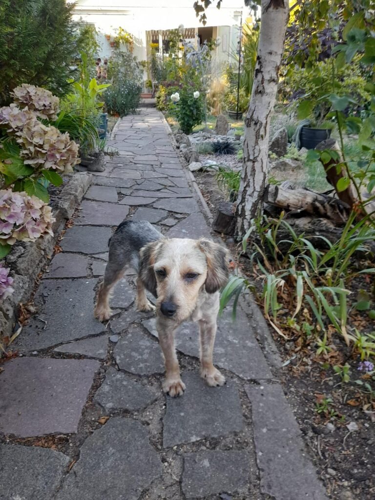 Picture of a dog on a lead.